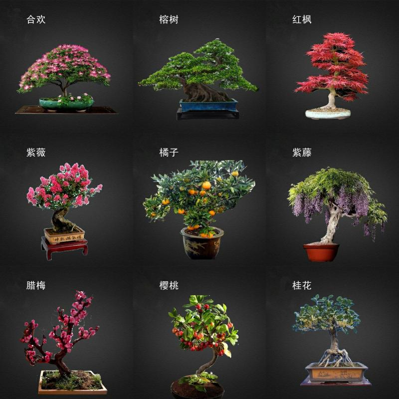 Kasvin Siemenet |  Bonsai-Kukkien Siemenet Sisätiloihin, Neljän Vuodenajan Kasvit: Rohan-Pine, Punainen Vaahtera, Jalava, Viikunapuu, Talvi-Jasmiini, Helppohoitoiset Bonsait. Kasvin Siemenet Kasvin Siemenet