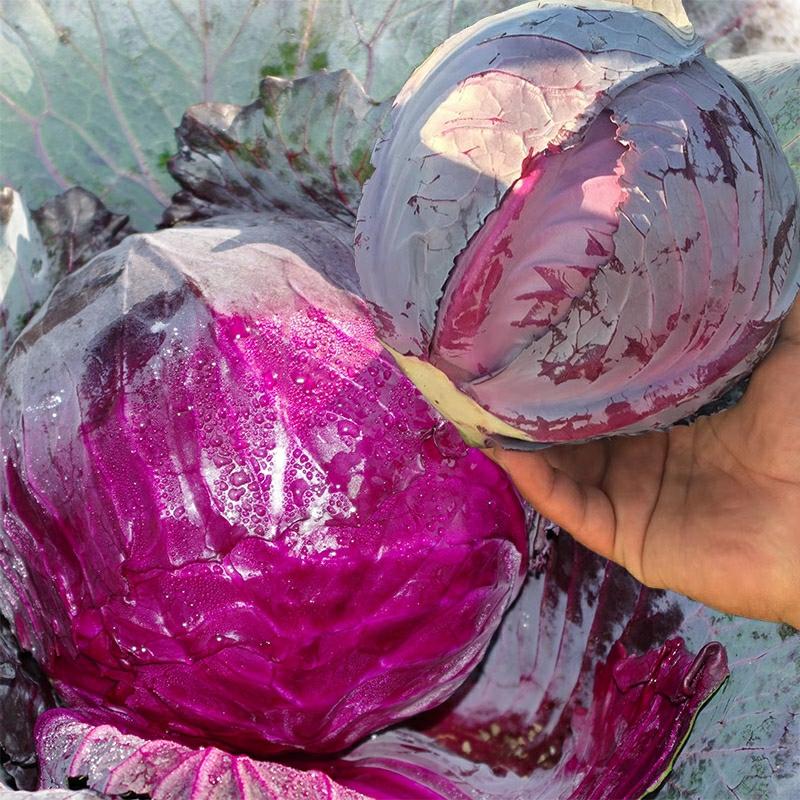 Vihannesten Siemenet |  Violetin Auringon Violetin Hohteen Kaali Siemenet Punakaali Siemenet Pakkausvihannekset Keräkaali Siemenet He Zhi Yuan Siemenyhtiö Vihannesten Siemenet Vihannesten Siemenet